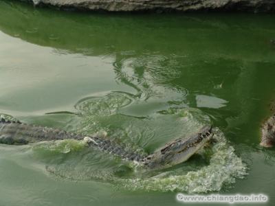thumbs/0012---Krokodil-und-Tigerfarm--0114.jpg